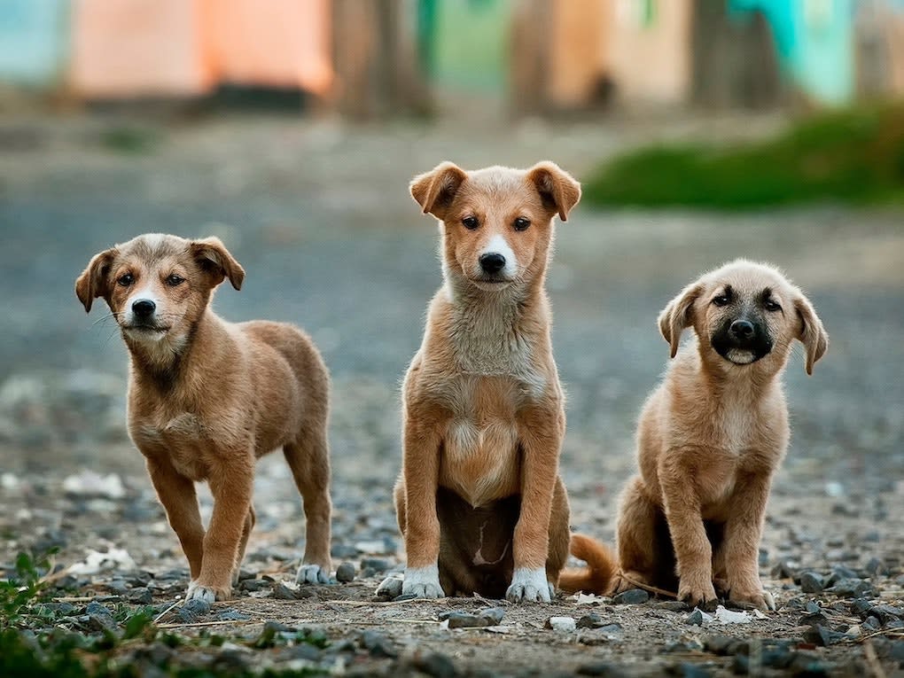 What is a Village Dog?