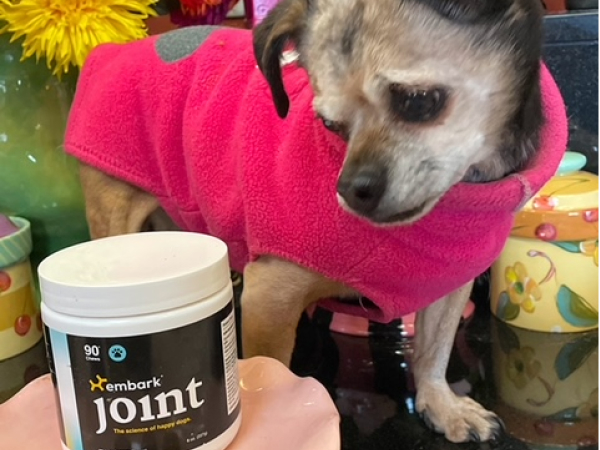 Dog standing on a table looking down at Embark Joint Supplement